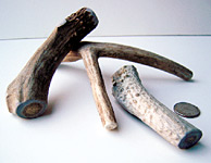 Flint River Ranch Deer Antler Dog Chews